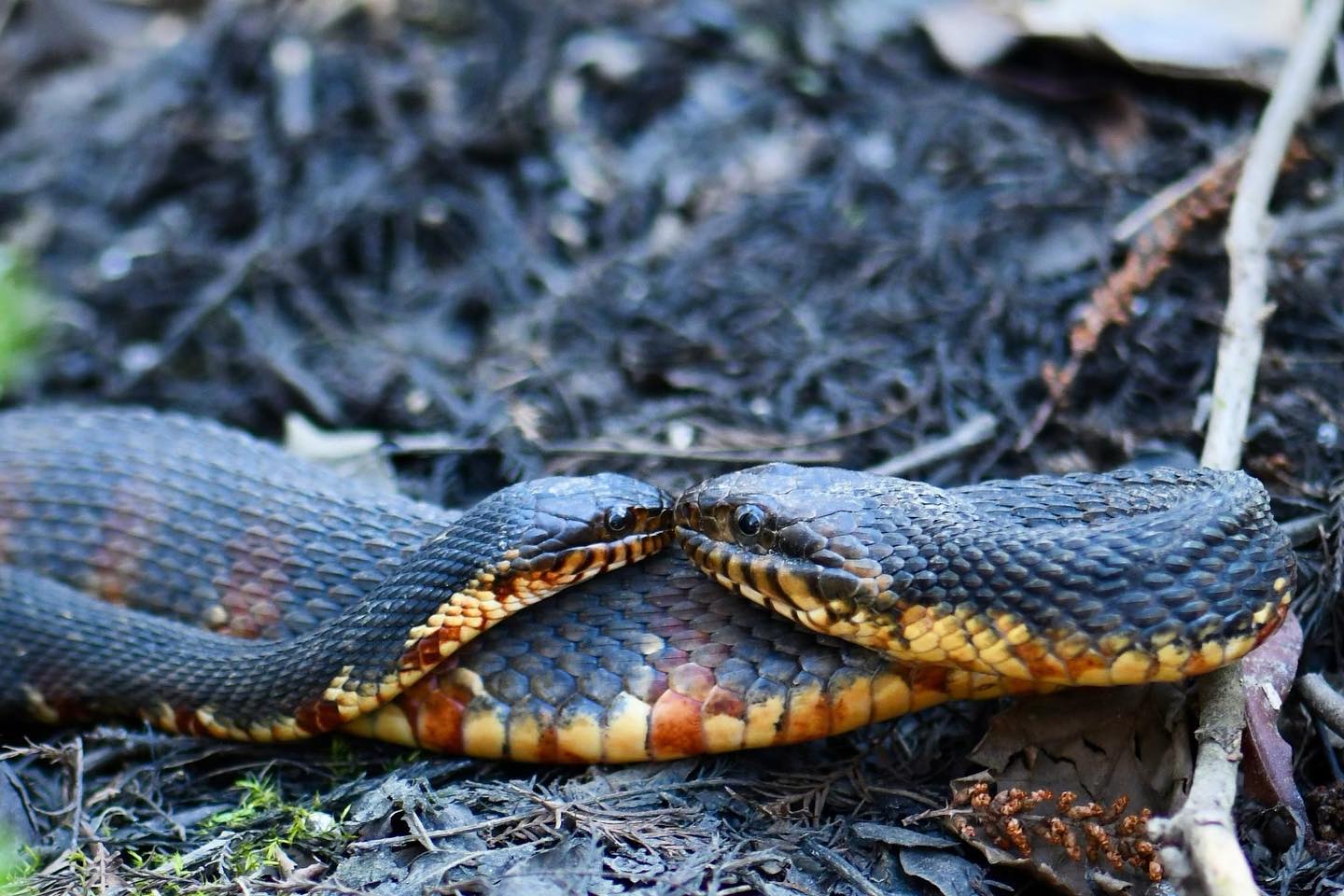 Banded Watersnakes